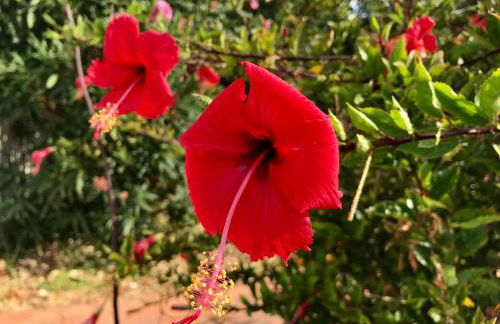 Villa Riva - Foto 15