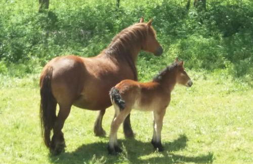 Casa FamiliarArtola Etxea San Sebastian-Pamplona-Bilbao - Foto 42