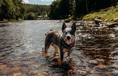 Ski Lodge Mins to White Face Mtn and Lake Placid - Foto 80