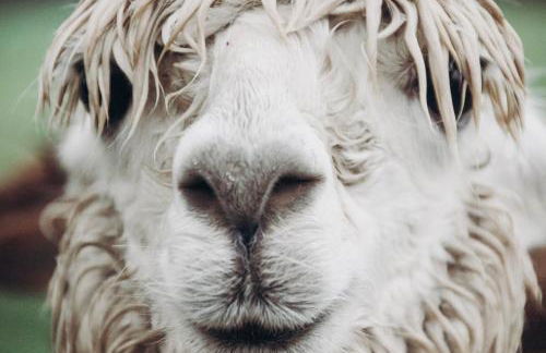 Ferienhof Petermühle Urlaub mit Alpakas - Foto 47