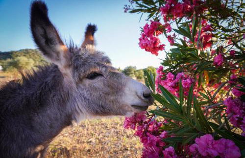 Casas de Santa Rita - Foto 36