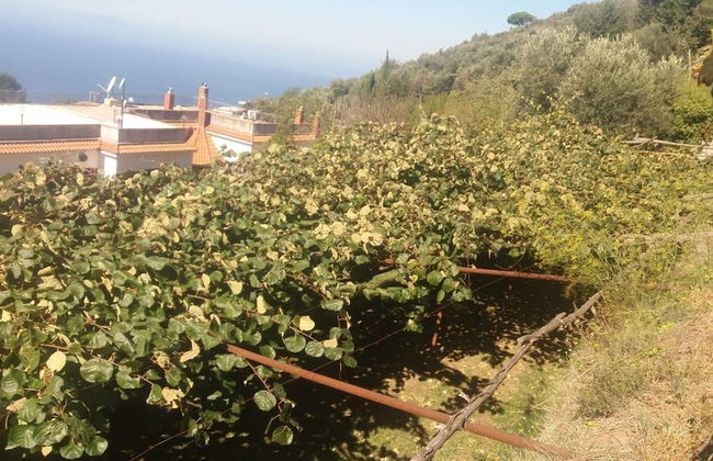 Agriturismo Castanito - Foto 57