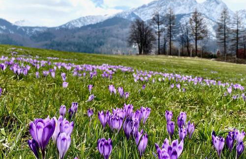 Domek Tatry - Stacja Wierchowa 972 m - Foto 72
