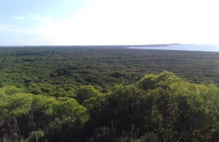 Pinna1 - Appartamento in villetta in pineta - IUN R4823 - Foto 18