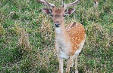 Domki Całoroczne Danielowa Ostoja-Zator,Palczowice - Foto 16