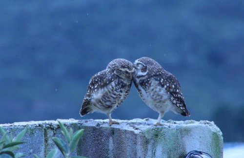 Chalés Recanto Paraíso - Foto 53