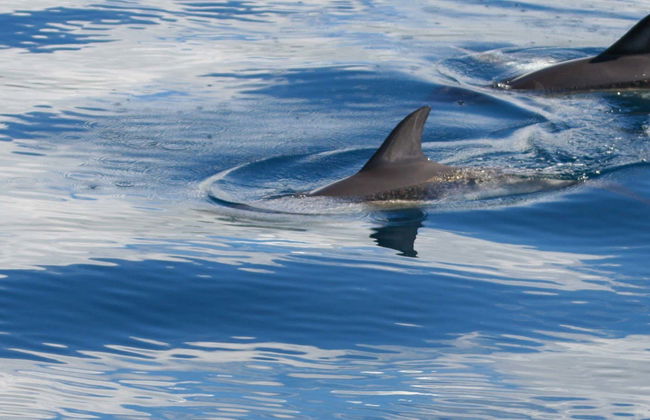 Observation de baleines et de dauphins + Ilhéus das Cabras - Photo 4