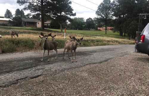 Gonzales Cozy Little Bear Cabin - Foto 41