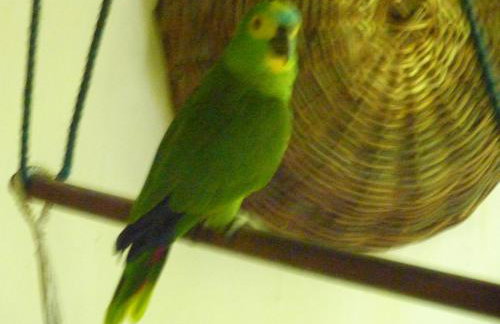 VILLA ON TAIRU BEACH, ITAPARICA Island, BRAZIL - Foto 68