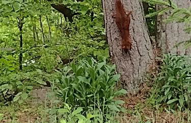 Olifant in Osterode - Foto 53