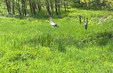 Dom w Sąpach - Foto 11