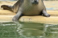 Haus Juist-Norddeich - Foto 40