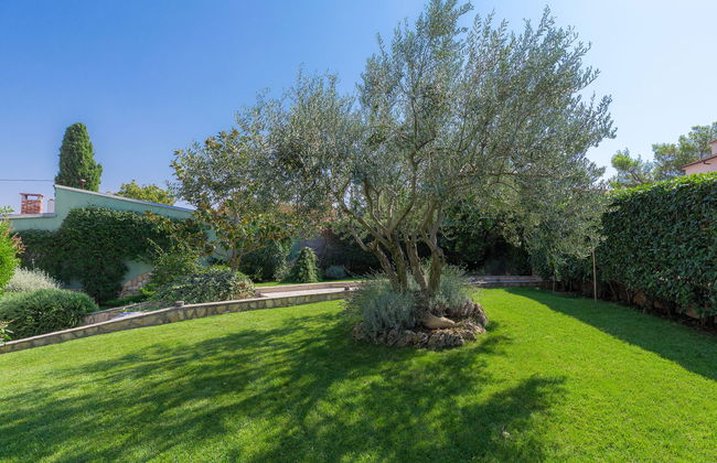 Salamander - Foto 33