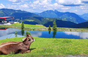 Ferienwohnung Waldgeflüster - Photo 9