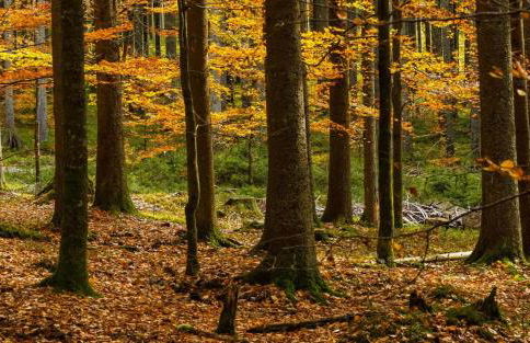 Landhaus Bernecker, Bay.W. - Foto 14