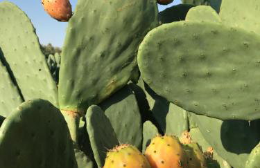 BIO Garden Stonehouse - Foto 46