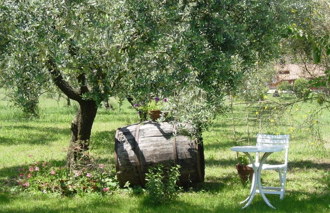 Olive Tree Hill - Foto 19