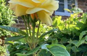 Beautiful Thatched Cottage with Piano - Foto 20