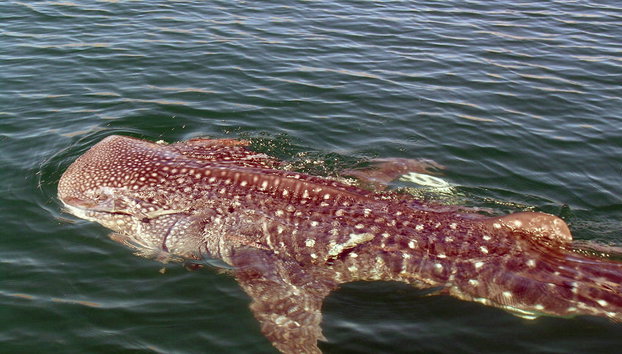 Observation and Swimming with Whale Sharks - Photo 5