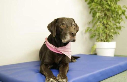 Ferienhaus Leopold mit Burgblick an der Mosel - Foto 55