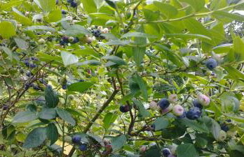 Górska Polana, Stronie Śląskie - Młynowiec - Foto 38