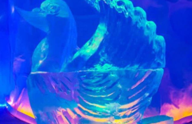 Biglietti per Mundo Gelado do Capitão - Foto 8