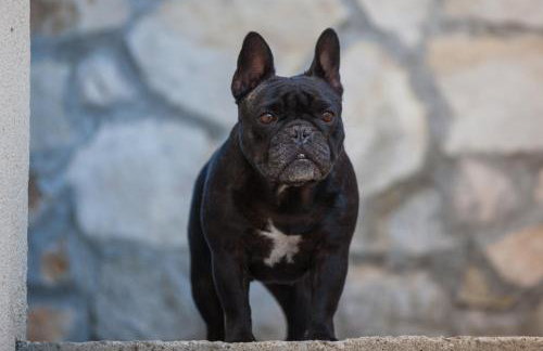 Apartments Pol Murvu - Foto 28