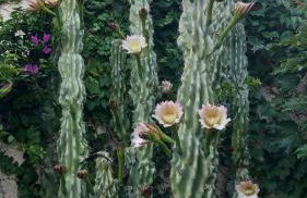 Appartement & Spa - Panoramic Olivars - Foto 23