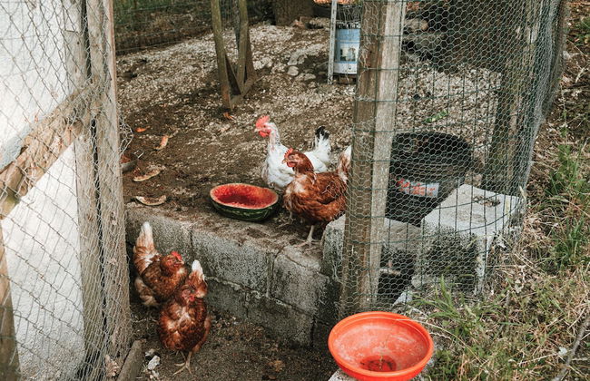 Giardino Boschivo - Foto 21