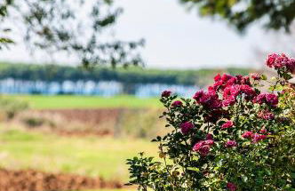 Podere Del Gesso - Foto 23