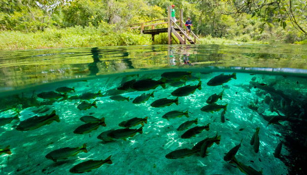 Snorkelling in the Sucuri River - Foto 3