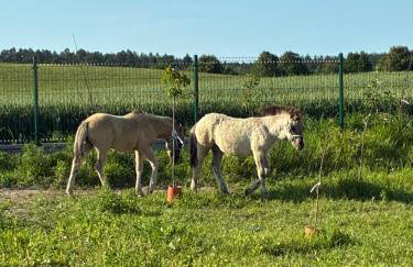 Chata Smarzewo - Foto 13