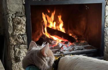 Alojamiento Los Sauces - Rio Madera - Foto 12