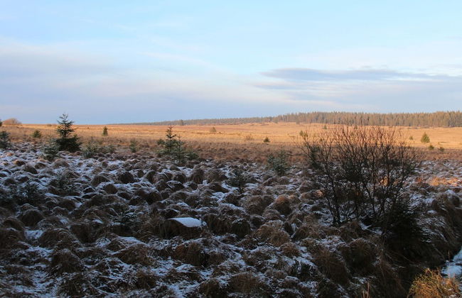 Cozy Forest Chalet Escape - Photo 33