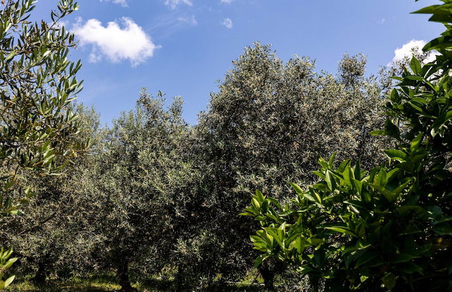 Apartments Roza - Foto 33