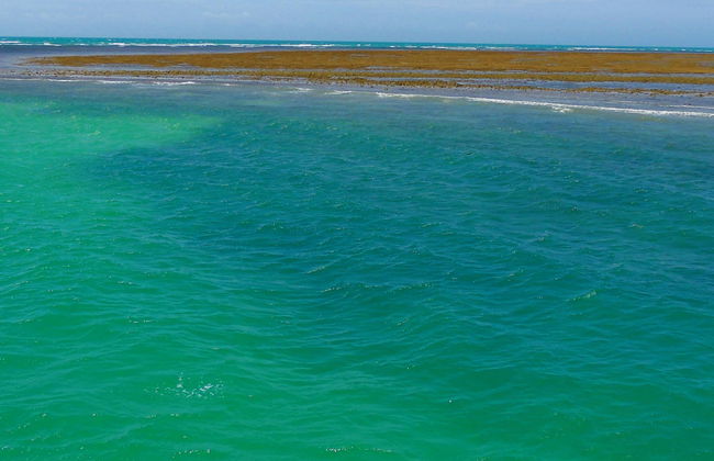 Excursión al Parque Marino de Recife de Fora - Foto 6