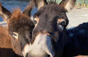 Ferienhof Ostarle - Foto 77