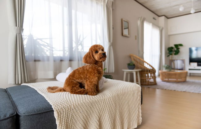 Little Santa - Foto 54