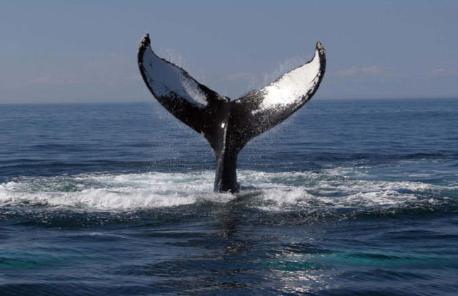 Boston Whale Watching Cruise - Foto 2