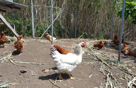 Agriturismo SoleMare - Foto 7