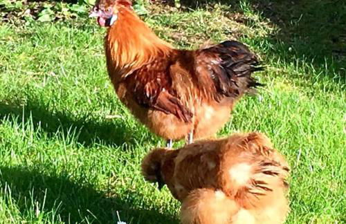 The Summerhouse, countryside retreat with private hot tub - Foto 34