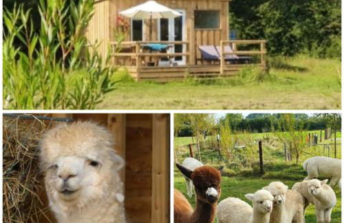 Dartmoor Reach Alpaca Farm - Foto 68