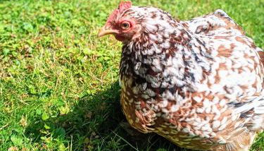 La Fremille T2 - 1br - 400m gare Versailles Paris - Piscine Terrasse Parking - Foto 4, Garden, Garden view