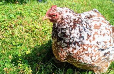 La Fremille T2 - 1br - 400m gare Versailles Paris - Piscine Terrasse Parking - Foto 4