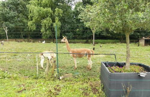 Belle Quercynoise piscine jacuzzi partagés - Foto 25
