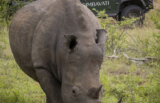 Simbavati Mvubu - Foto 18