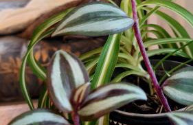 Hôte Stéphanois Studio & parking - Foto 36