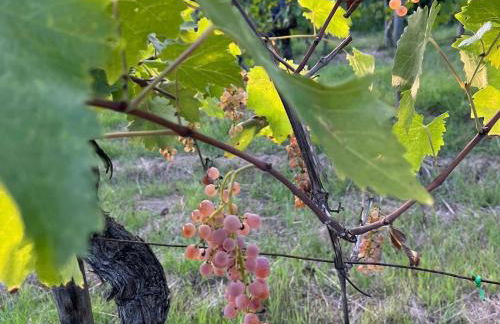 B&B Terre Toscane - Foto 28