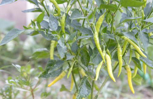 The Red Bougainvillea Apartments - Foto 72