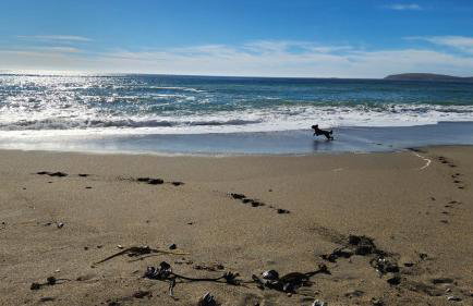 Bodega Bay Sonoma Coast Ocean Views 3 Bedroom Home - Foto 45